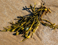 Fucus