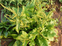Acedera Amarilla