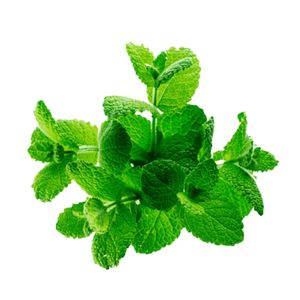 Chlorophyll